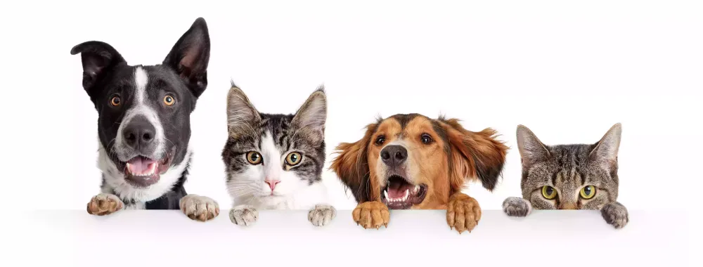 Vacances pour chien près de Nantes