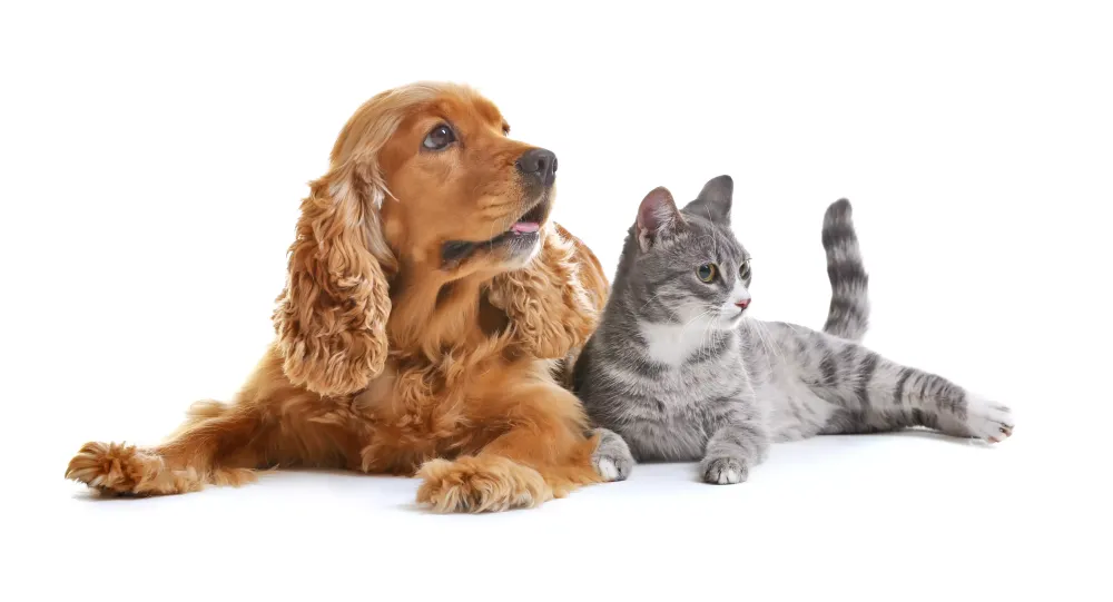 Garderie pour chat près de Nantes