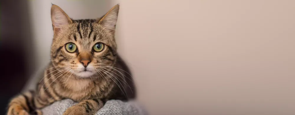 Box chauffé pour chat près de Nantes