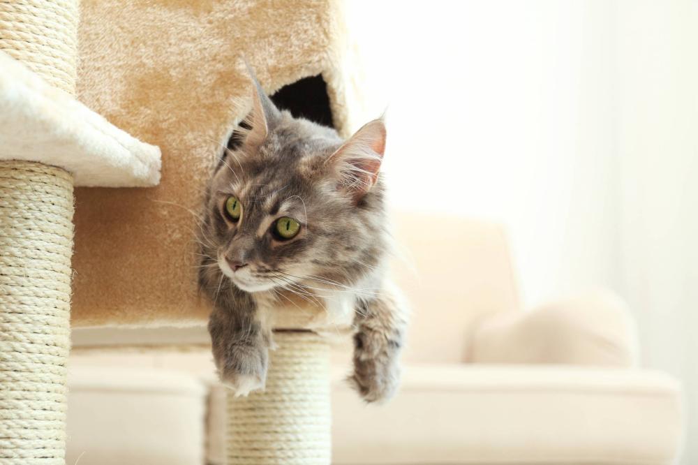 Pension pour chat près de Nantes