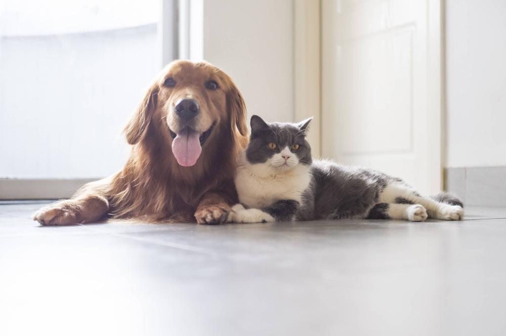 Vacances pour chat près de Nantes