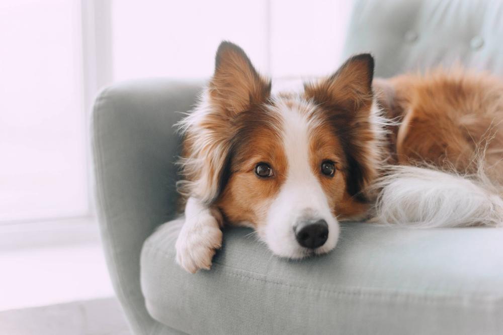 Pension pour chien près de Nantes