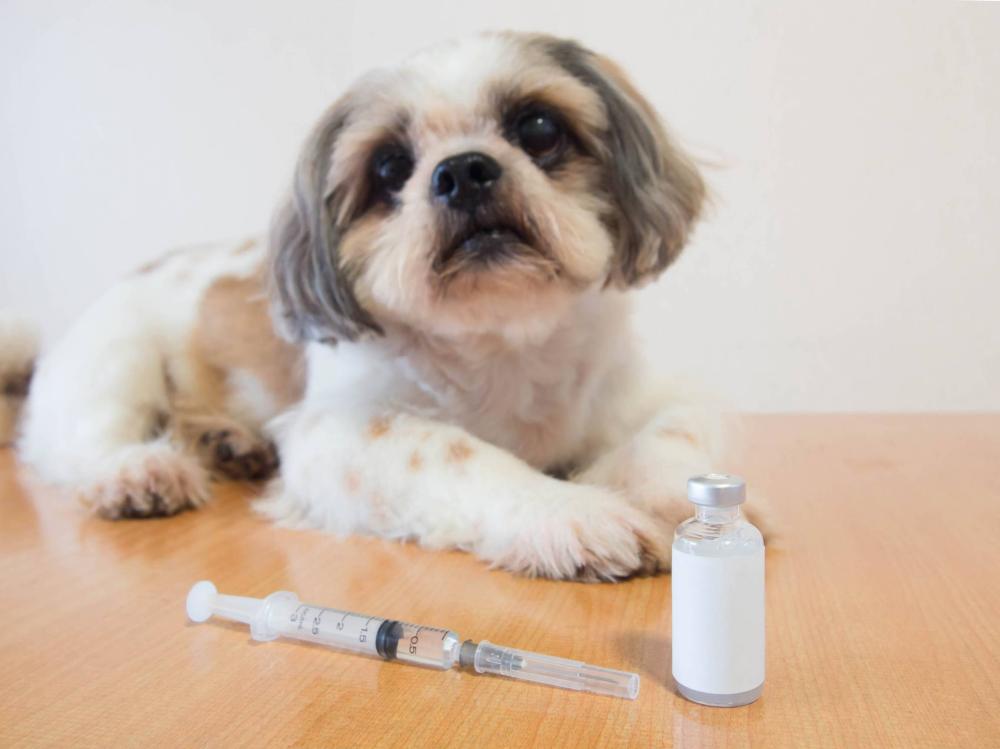 chien-vaccin