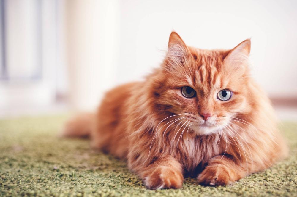 chat-allongé