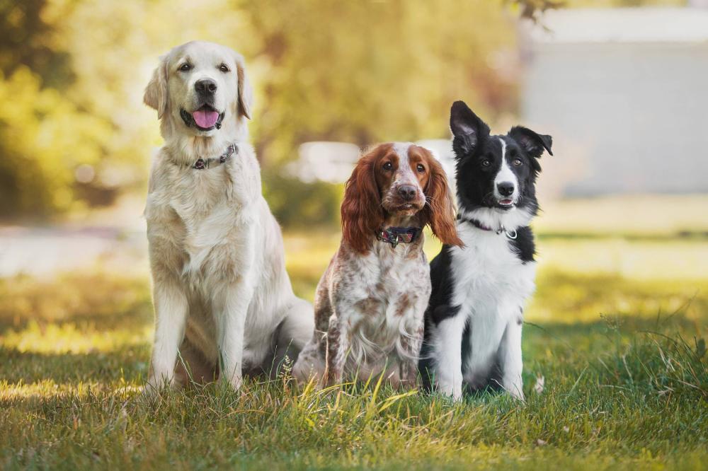 chiens